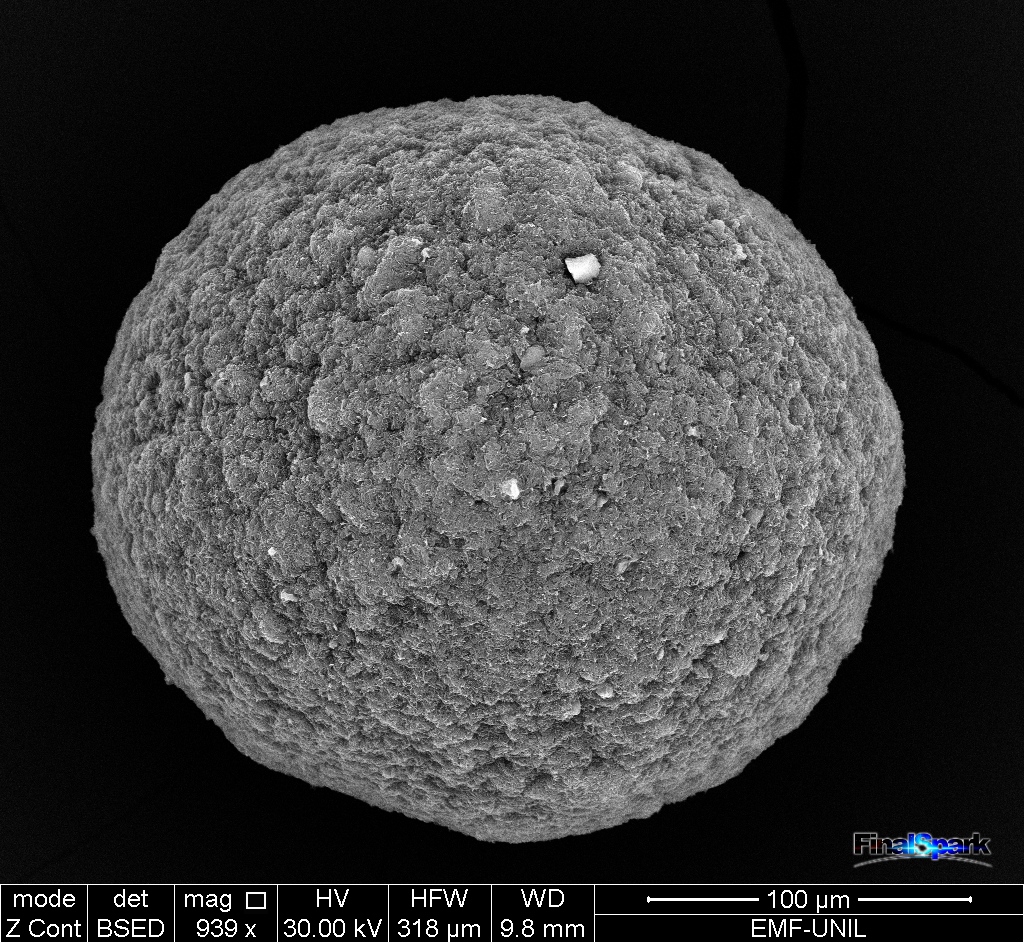 Ein Organoid