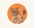 CatSlap（SLAP） のロゴ