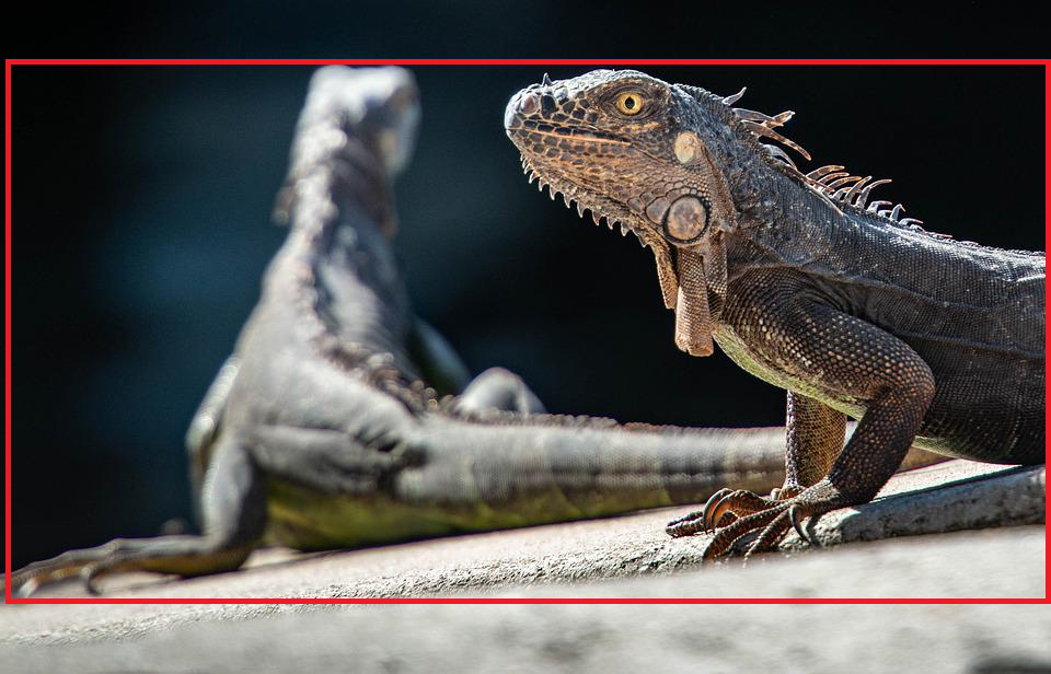 A photo of two iguanas, with the iguana on the left out-of-focus and facing away from the camera and the iguana on the right in focus and revealing its left side profile. A red box encompasses both iguanas.