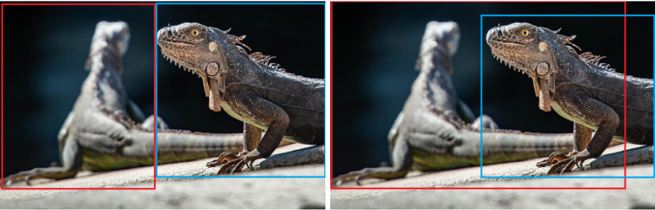 Two identical photos of two iguanas with blue and red boxes labelling them. In the left photo, the iguana on the left is surrounded by a red box and the iguana on the right is surrounded by a blue box. In the right photo, the iguana on the right is surrounded by a blue box and a red box encompasses both iguanas.