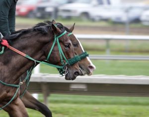 horse racing betting