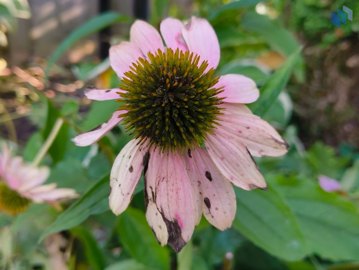 Nothing Phone 2a Plus camera sample