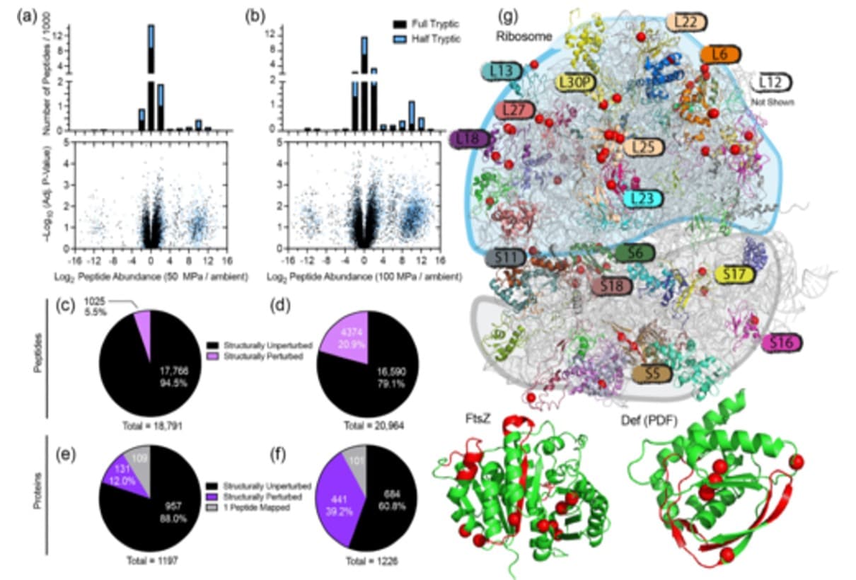 A proteome-wide view of protein structural deformation under pressure.