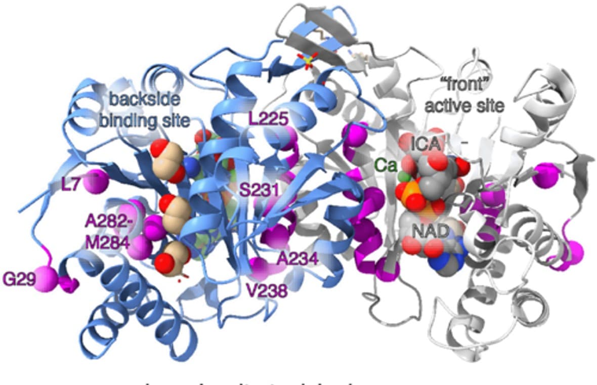 Pressure-induced structural alterations in (homo)isocitrate dehydrogenase.
