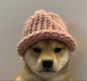 Best meme coin dogwifhat