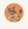 Catslap logo