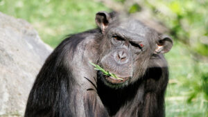 Chimpanzee eating some foliage, with a cut on his eyebrow